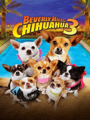 Những Chú Chó Chihuahua